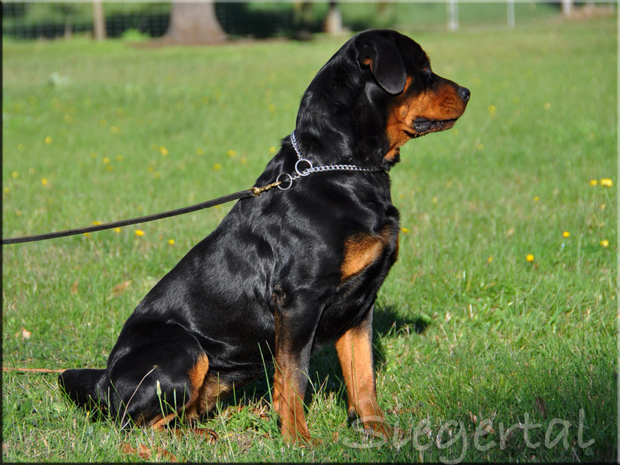 Female rottweilers hot sale for sale